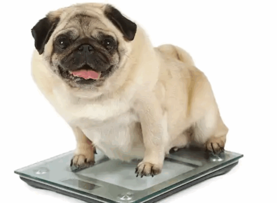 pug obesity prevention tips