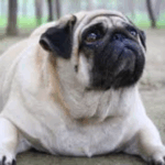 pug obesity prevention tips