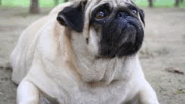 pug obesity prevention tips