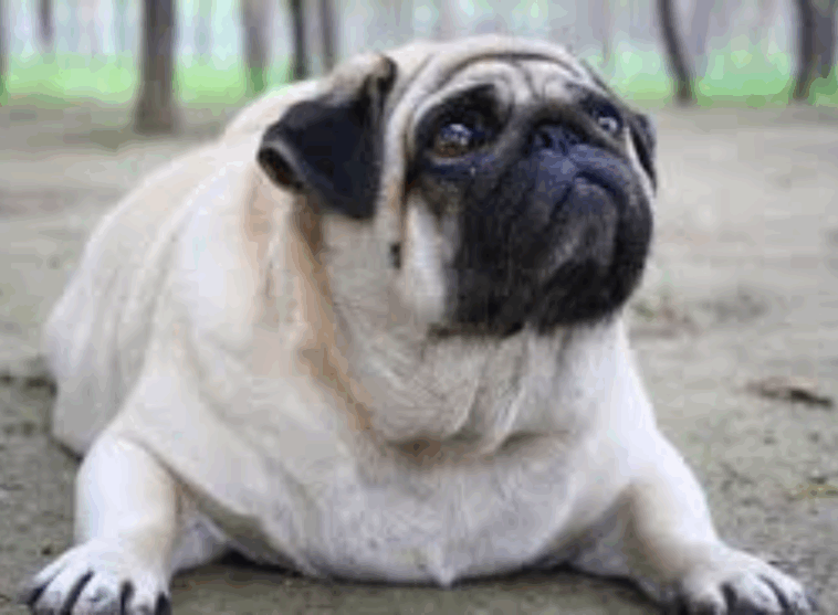 pug obesity prevention tips