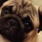 How To Clean Pug Wrinkles