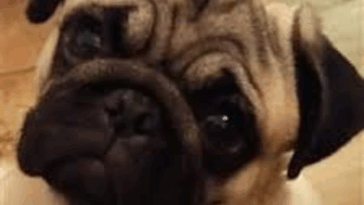 How To Clean Pug Wrinkles