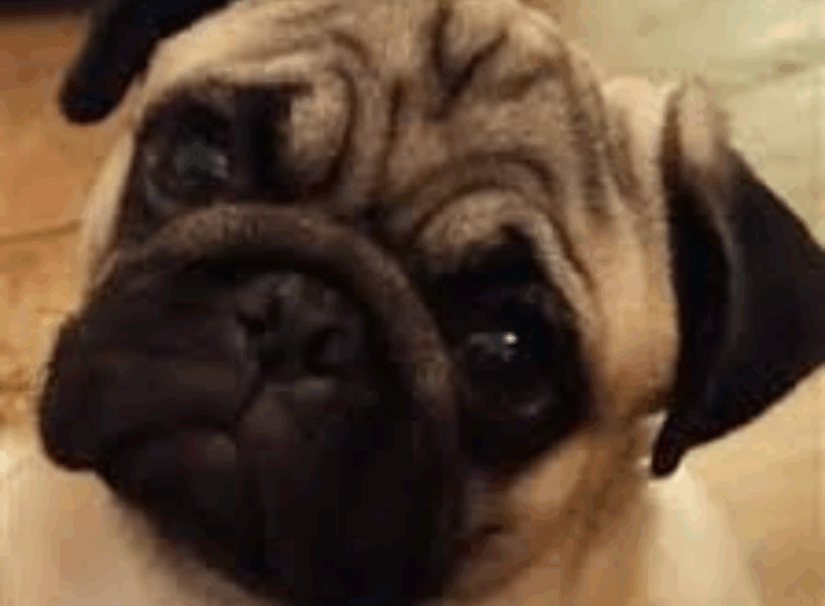 How To Clean Pug Wrinkles