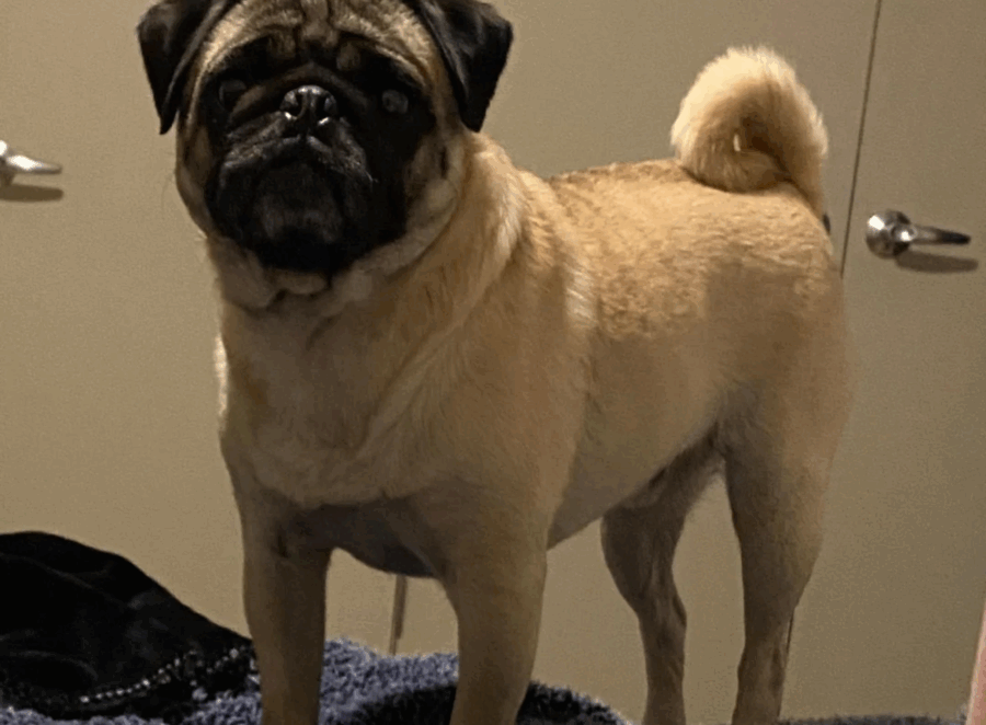 How To Clean Pug Wrinkles