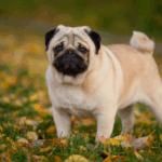 Ideal Exercise Routine for a Healthy Pug
