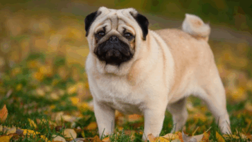 Ideal Exercise Routine for a Healthy Pug
