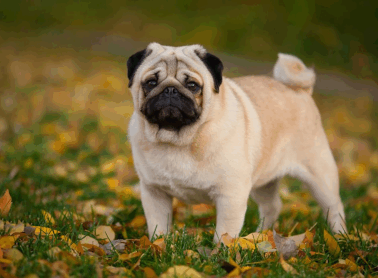 Ideal Exercise Routine for a Healthy Pug