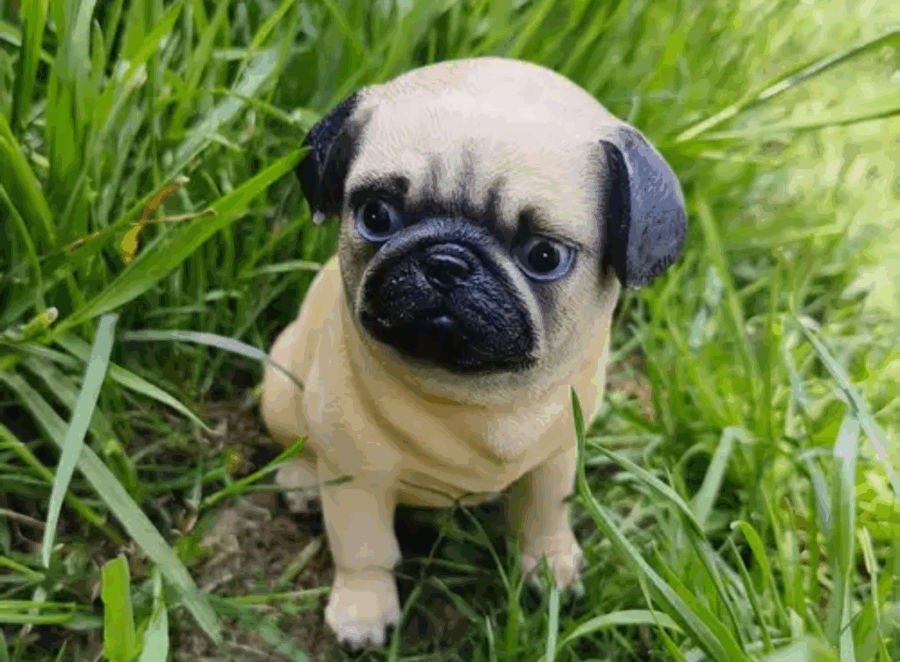 Pug Gifts For Dog Lovers