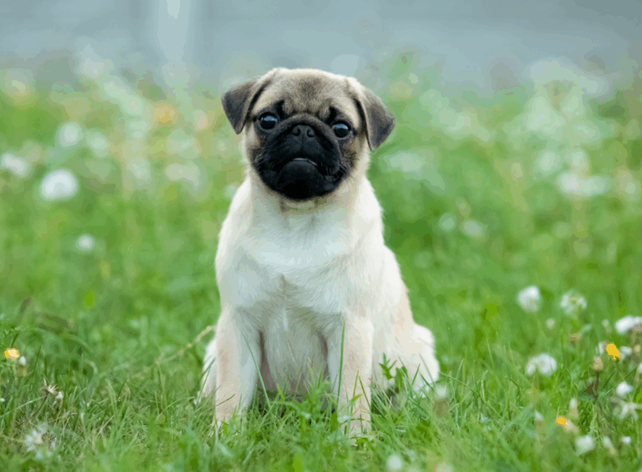Are Pugs Good Guard Dogs
