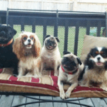 Can Pugs Live With Large Dogs