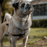 Creating a Command List for Your Pug