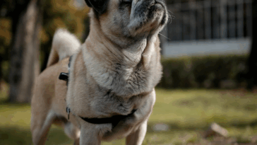 Creating a Command List for Your Pug
