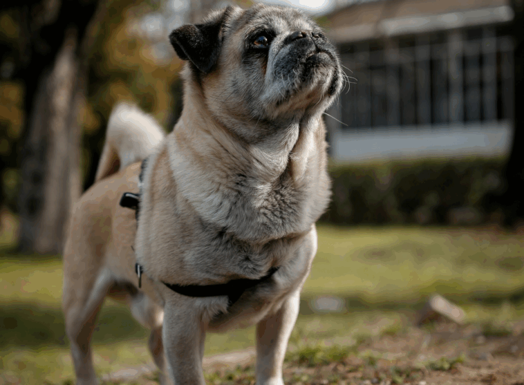 Creating a Command List for Your Pug