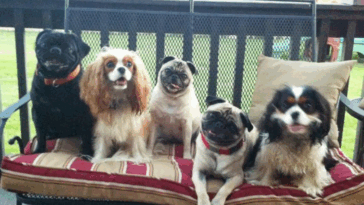 Can Pugs Live With Large Dogs