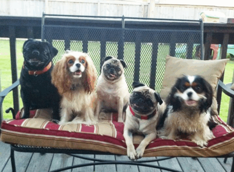 Can Pugs Live With Large Dogs