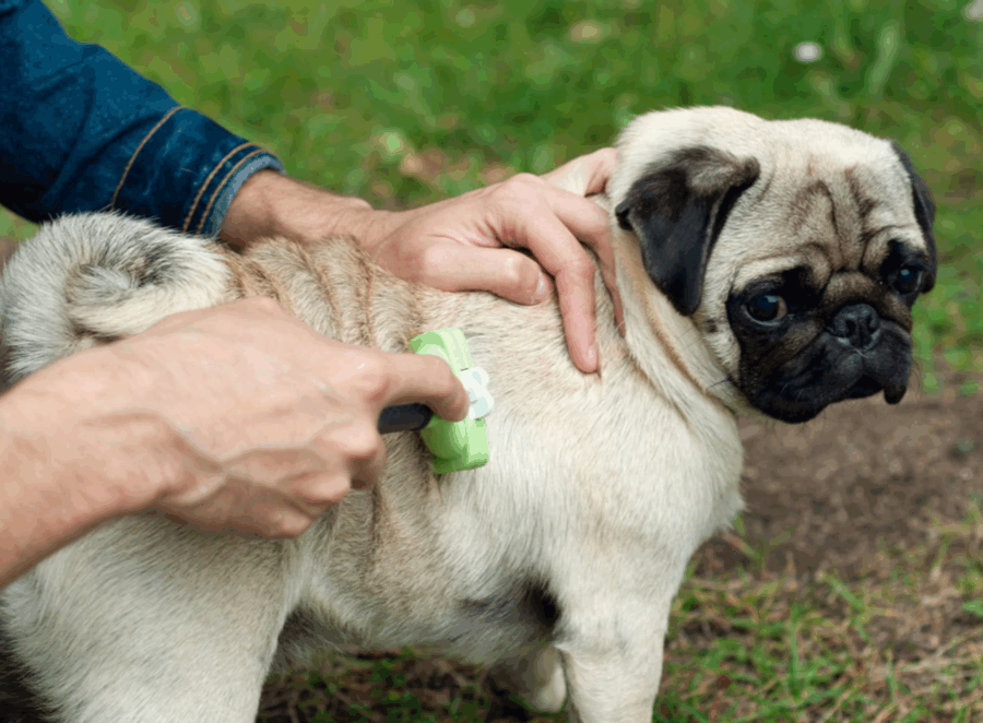 Best Grooming Brushes for Pugs