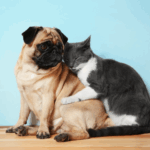Do Pugs Get Along With Cats