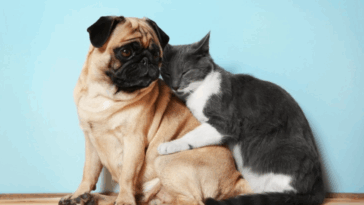 Do Pugs Get Along With Cats