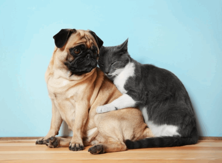 Do Pugs Get Along With Cats
