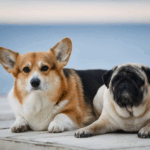 Can Pugs Live With Large Dogs