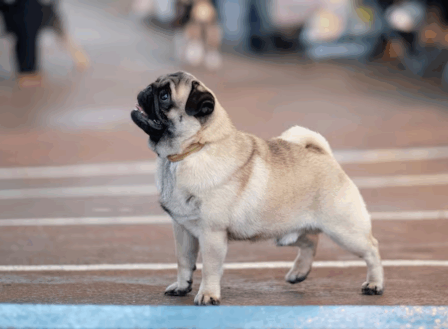 Creating a Command List for Your Pug