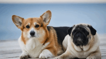 Can Pugs Live With Large Dogs