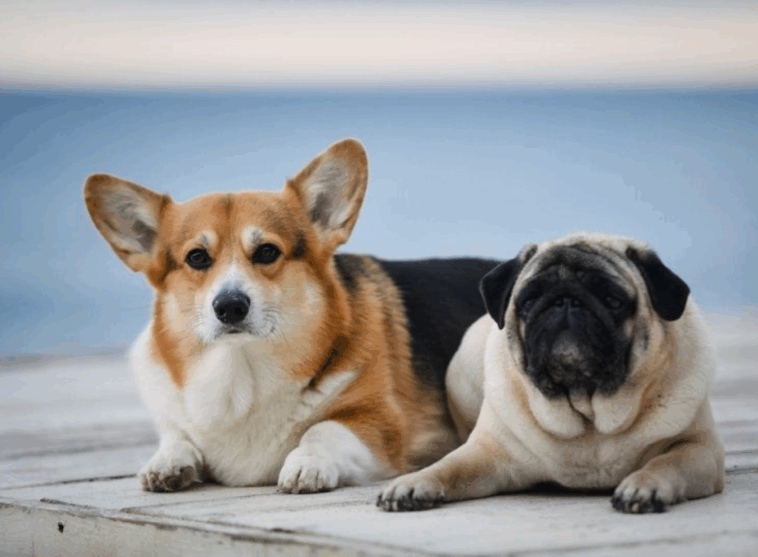 Can Pugs Live With Large Dogs