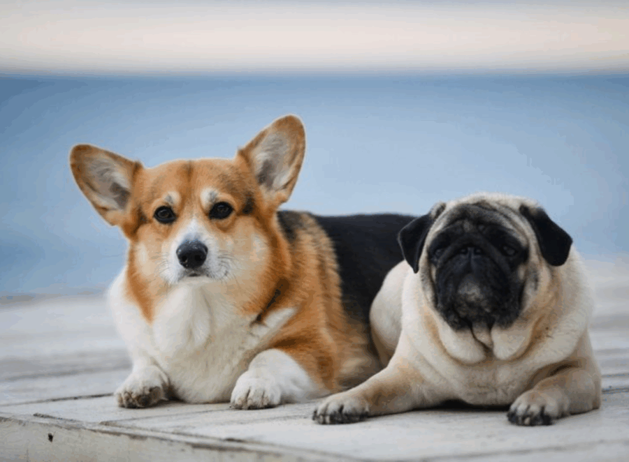 How to Introduce a Pug to a New Pet