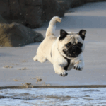 Best Ways to Boost Your Pugs Immune System