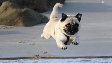 Best Ways to Boost Your Pugs Immune System