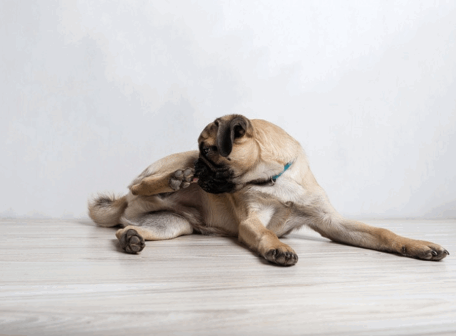 Understanding Pug Genetics