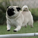 When Is a Pug Considered a Senior