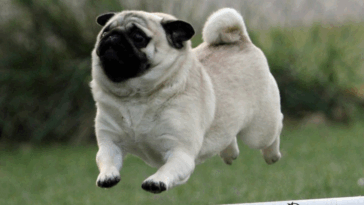 When Is a Pug Considered a Senior