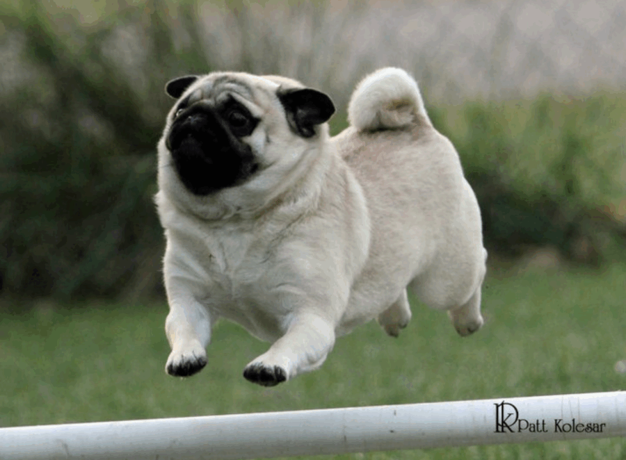 Teaching Pugs to Stop Jumping