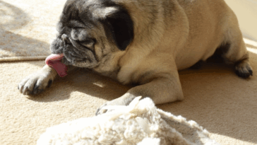 Why Your Pug Licks Its Paws