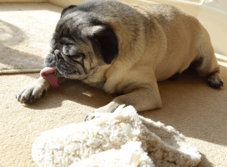 Why Your Pug Licks Its Paws