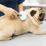 Best Grooming Brushes for Pugs