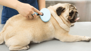 Best Grooming Brushes for Pugs