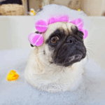 Safe Grooming Products for Sensitive Pugs