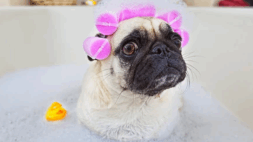 Safe Grooming Products for Sensitive Pugs