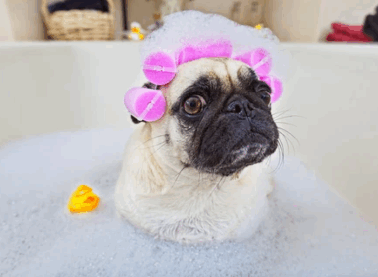 Safe Grooming Products for Sensitive Pugs