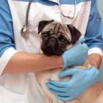 When to Take Your Pug to the Emergency Vet