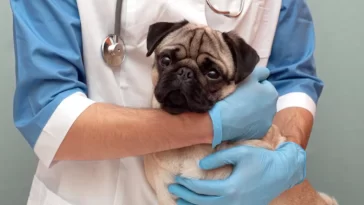 When to Take Your Pug to the Emergency Vet