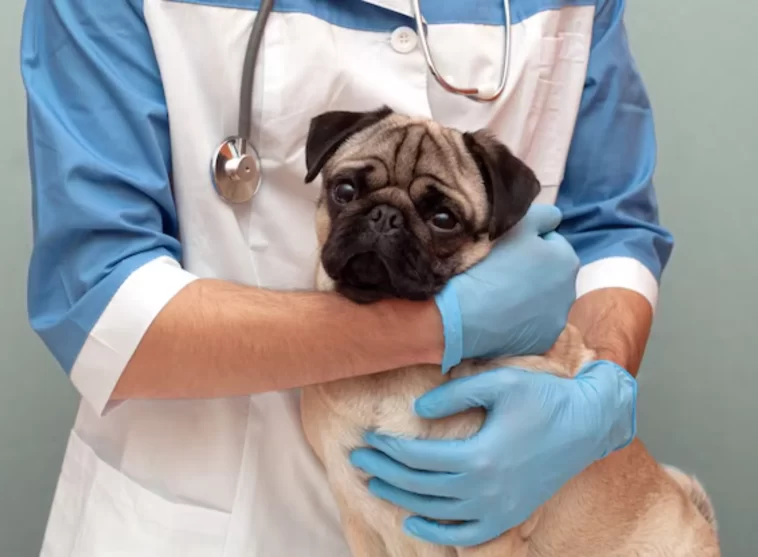 When to Take Your Pug to the Emergency Vet
