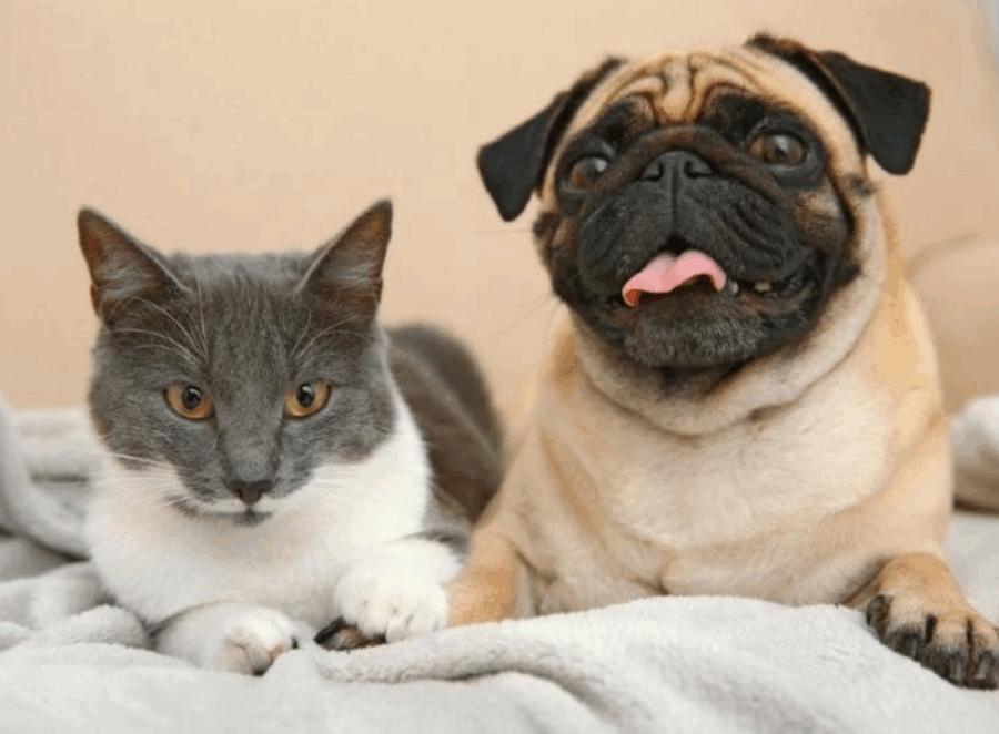 Do Pugs Get Along With Cats