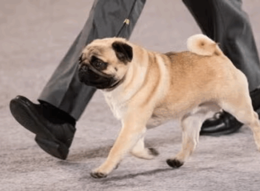 Creating a Command List for Your Pug
