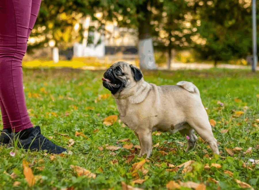 Understanding Pug Genetics