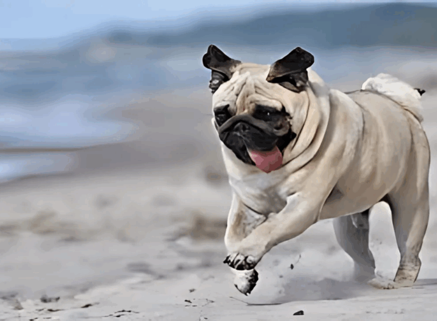 What You Need to Know About Pug Skin Folds