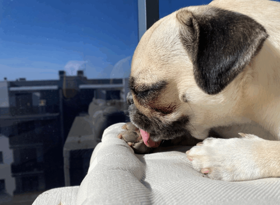 Why Your Pug Licks Its Paws