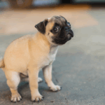 Potty Training Pugs 101